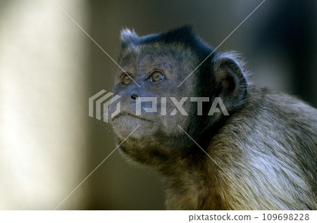 Tufted capuchin monkey 109698228