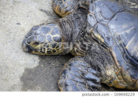 Sea turtle 109698229