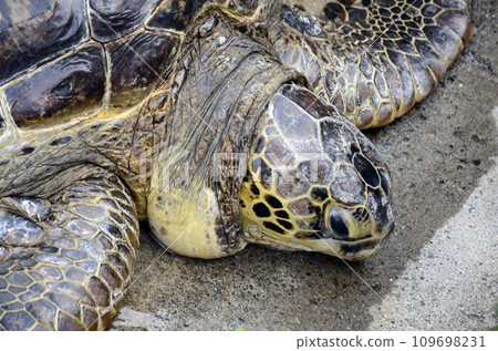 海龜 109698231