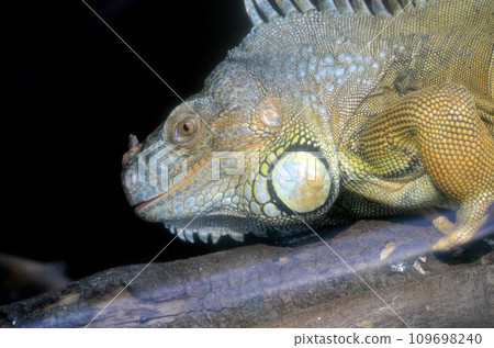 綠鬣蜥 109698240
