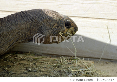 Giant tortoise Giant tortoise 109698257