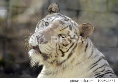 White Tiger White Tiger 109698271