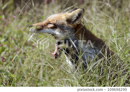 狐狸 109698290