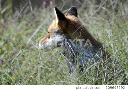 狐狸 109698292