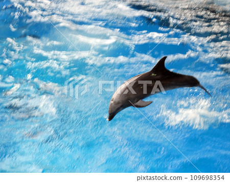 海豚跳 109698354