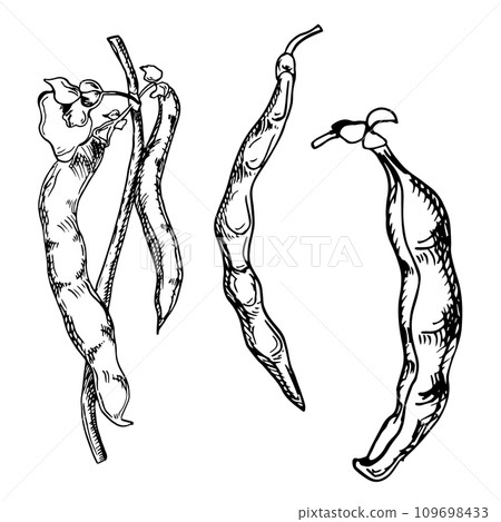 Plant black string bean vector illustration isolated on white. Violet beans pod ink hand drawn. Black Eyed peas. Legume black white graphic. For design menu, wrapping, label, packaging Plant black string bean vector illustration isolated on white. Violet beans pod ink hand drawn. Black Eyed peas. Legume black white graphic. For design menu, wrapping, label, packaging 109698433