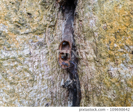 Closeup of a stingless bees native to Malaysia forests. Nest in the tree trunk 109698642