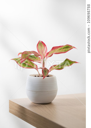 Aglaonema creta or Red chinese evergreen Aglaonema creta or Red chinese evergreen 109698788