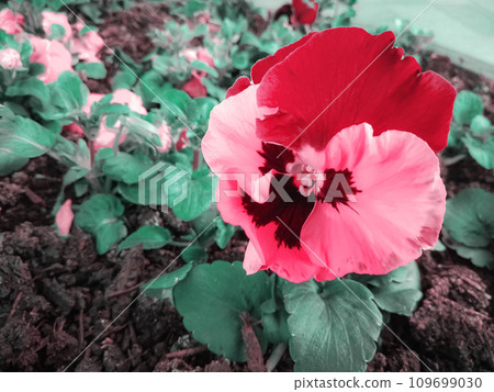 Vibrant pink pansy flower close up, floral wallpaper background with blooming big pink petals heartsease pansy flower on soil with green leaves 109699030