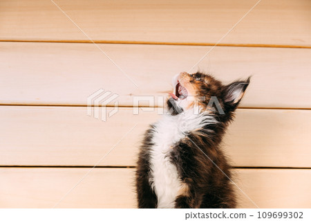 Funny Curious 10 Week Old Classic Black Tabby Young Maine Coon Kitten Cat Yawns At Wooden Board Background. Coon Cat, Maine Cat, Maine Shag at Home. Amazing Pets Pet 109699302