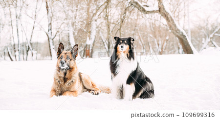 Funny Young Shetland Sheepdog, Sheltie, Collie And German Shepherd Dog Resting In Snowy Winter Forest After Leisure Game. Alsatian Wolf Dog. Concept Of Friendship Funny Young Shetland Sheepdog, Sheltie, Collie And German Shepherd Dog Resting In Snowy Winter Forest After Leisure Game. Alsatian Wolf Dog. Concept Of Friendship 109699316