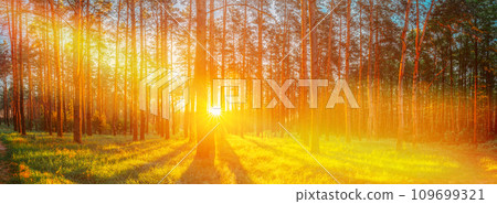Amazing Scenic Panoramic View Bright Sunbeams. Beautiful Sunset Sunrise Sun Sunshine In Sunny Summer Coniferous Forest. Sunlight Sunbeams Through Woods In Forest Landscape Amazing Scenic Panoramic View Bright Sunbeams. Beautiful Sunset Sunrise Sun Sunshine In Sunny Summer Coniferous Forest. Sunlight Sunbeams Through Woods In Forest Landscape 109699321