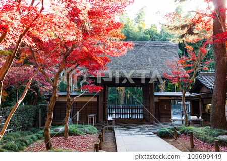 埼玉縣新座市平輪寺的秋葉 109699449