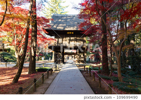 埼玉縣新座市平輪寺的秋葉 109699490