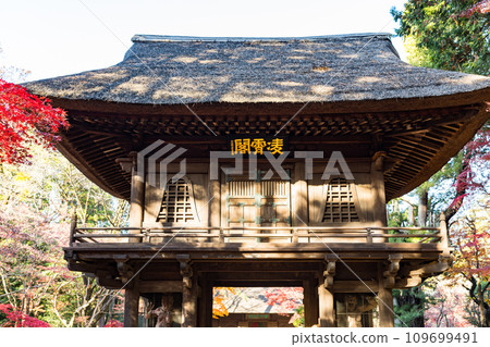 埼玉縣新座市平輪寺的秋葉 埼玉縣新座市平輪寺的秋葉 109699491