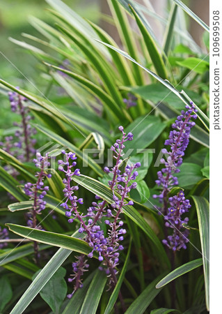 Raven Yabran 109699508