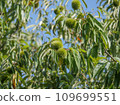 Chestnut 1 109699551