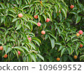 Evergreen Yamaboushi 7 fruit 109699552