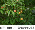 Evergreen Yamaboushi 8 fruit 109699553