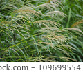 Japanese pampas grass 6 flowers 109699554