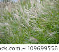 Miscanthus 8 109699556