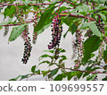 wild grape 1 109699557