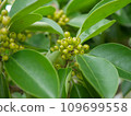 Kuroganemochi 1 immature fruit 109699558