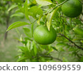 Dai Dai 2 109699559