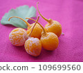 Ginkgo nuts 7 109699560