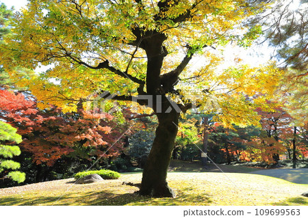 Autumn leaves of a large enoki tree 109699563