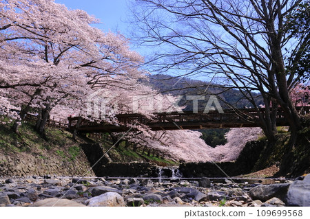 ``Yaragi no Michi'' walking path along the Nanatani River (Kameoka City, Kyoto Prefecture) Lined with cherry blossom trees ``Yaragi no Michi'' walking path along the Nanatani River (Kameoka City, Kyoto Prefecture) Lined with cherry blossom trees 109699568