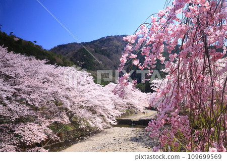 ``Yaragi no Michi'' walking path along the Nanatani River (Kameoka City, Kyoto Prefecture) Lined with cherry blossom trees 109699569