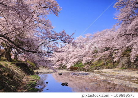 ``Yaragi no Michi'' walking path along the Nanatani River (Kameoka City, Kyoto Prefecture) Lined with cherry blossom trees ``Yaragi no Michi'' walking path along the Nanatani River (Kameoka City, Kyoto Prefecture) Lined with cherry blossom trees 109699573