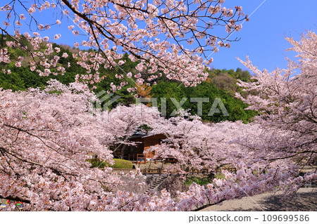 七谷川沿岸的「矢良之道」散步路（京都府龜岡市），兩旁都是櫻花樹 109699586