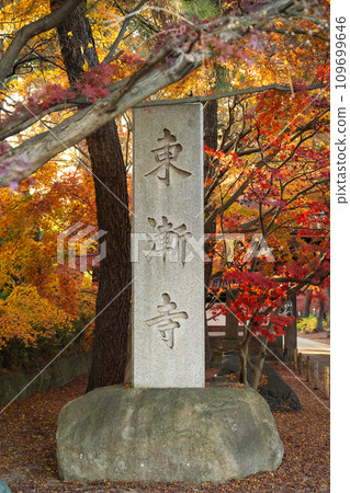 Tozenji Temple, autumn leaves, Matsudo City, Chiba Prefecture 109699646