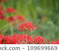 Cluster amaryllis 13 109699669