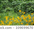 Inukkikuimo 2 109699670