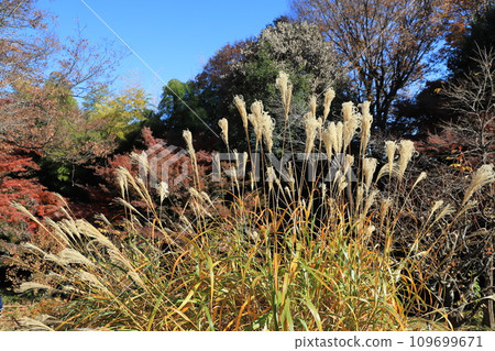 Autumn scenery: silver grass and autumn leaves on the trees Autumn scenery: silver grass and autumn leaves on the trees 109699671