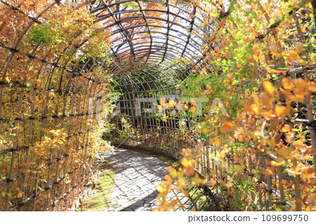 Hagi tunnel and autumn leaves 109699750