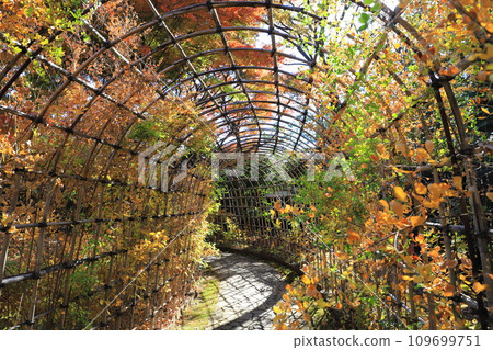 萩隧道和秋葉 109699751