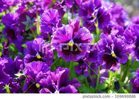 Purple frilled pansies 20220402 Purple frilled pansies 20220402 109699886