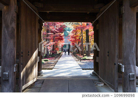Autumn leaves at Heirinji Temple, Niiza City, Saitama Prefecture 109699898