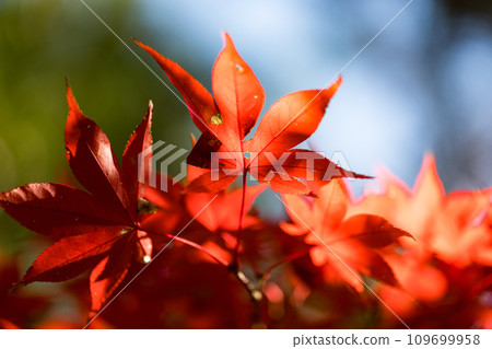Autumn leaves at Heirinji Temple, Niiza City, Saitama Prefecture 109699958