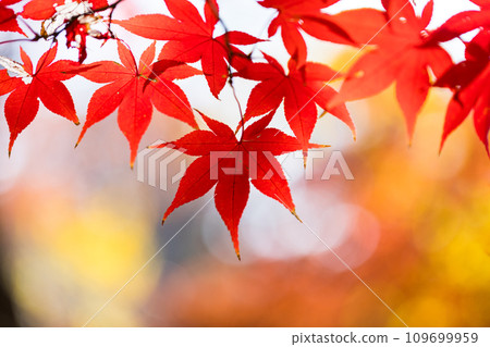 Autumn leaves at Heirinji Temple, Niiza City, Saitama Prefecture 109699959