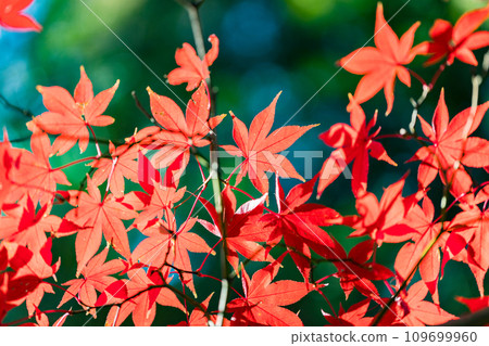Autumn leaves at Heirinji Temple, Niiza City, Saitama Prefecture 109699960
