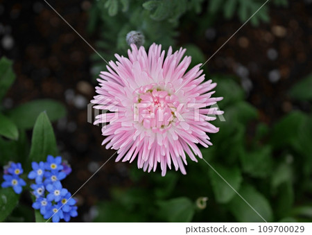 粉紅蒂羅爾雛菊 20220305 粉紅蒂羅爾雛菊 20220305 109700029