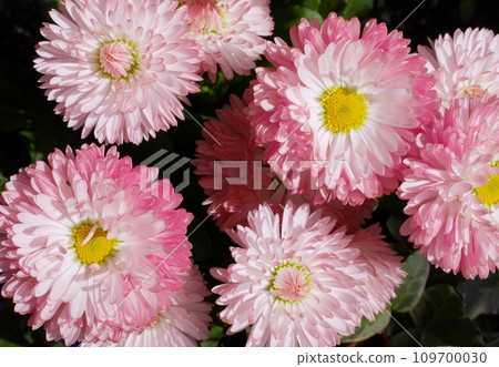 pink Tyrolean daisy 20220306 109700030