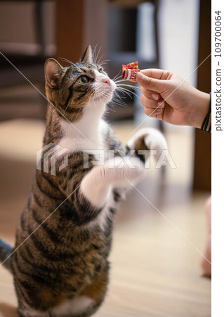 貓站著被食物吸引 109700064