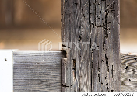Insect-eaten marks on pillars Insect-eaten marks on pillars 109700238