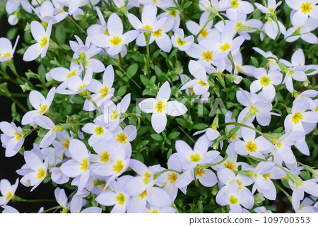 小雛菊20220302 109700353